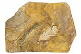 Paleocene Fossil Conifer (Parataxodium) Plate - North Dakota #262290-1